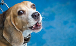 Владимир Кошелев предложил поддержать пенсионеров России через пособия для собак и кошек Космонавт Олег Артемьев встретился с жителями Бирюлево Восточного в рамках проекта Питомцы в Москве