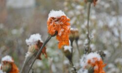 Владивосток и Приморье встретят снегопад и активный ветер 28 марта vladivostok i primore vstretyat snegopad i aktivnyj veter 28 marta-fabrec-ru-174322798300-0