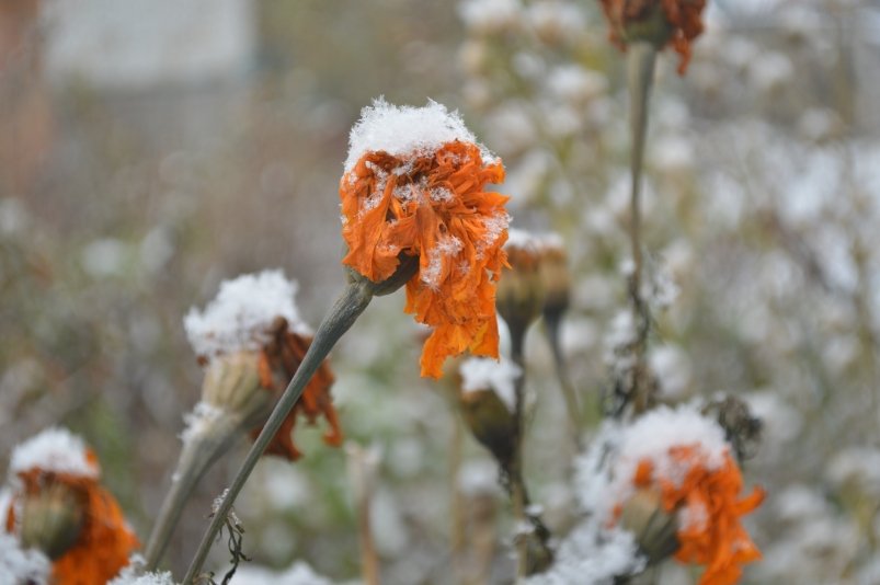 Фото: primamedia.ru