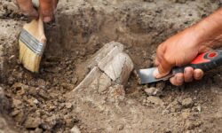 Римские гладиаторы сражались с львами — открытие Т. Томпсона из Ирландии ArchaeologicalExcavationsArchaeologistsWorkDigUpAnAncientClayArtifact