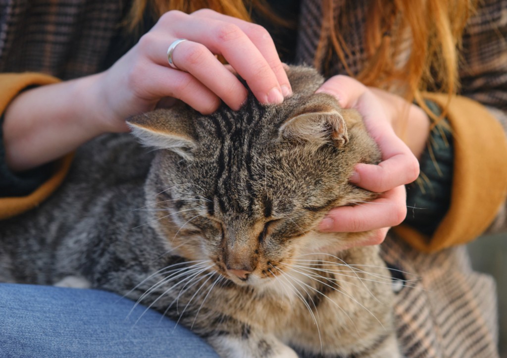 Что подарить кошке к Пасхе: хозяйки будут в восторге