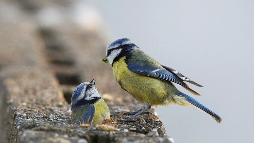 В Москве призвали сохранять тишину в парках в период гнездования птиц