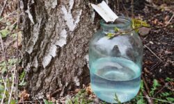 Эколог Азамат Кунафин раскрыл секреты сбора целебного березового сока без штрафов ekolog azamat kunafin raskryl sekrety sbora czelebnogo berezovogo soka bez shtrafov-fabrec-ru-174401850900-0