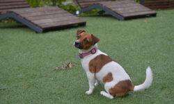 Эксперты Москвы делятся советами по прогулкам с питомцами с «Мой питомец» eksperty moskvy delyatsya sovetami po progulkam s pitomczami s moj pitomecz-fabrec-ru-174557930300-0