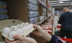 ФАС и АКОРТ обеспечивают стабильность цен на яйца и картофель в магазинах fas i akort obespechivayut stabilnost czen na yajcza i kartofel v magazinah-fabrec-ru-174401332800-0