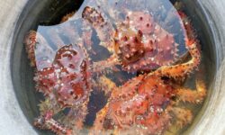 ФСБ России предотвратила контрабанду 1,4 тонны краба в Приморье fsb rossii predotvratila kontrabandu 14 tonny kraba v primore-fabrec-ru-174559044100-0