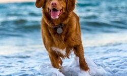 Героическое спасение в Артеме: дети защищены от овчарки в Приморском крае geroicheskoe spasenie v arteme deti zashhishheny ot ovcharki v primorskom krae-fabrec-ru-174367707200-0