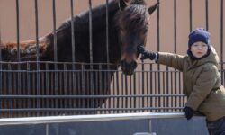 kak bezopasno pokormit kapuczinovplaks nori i matrosa v moskovskom zooparke-fabrec-ru-174536781800-0