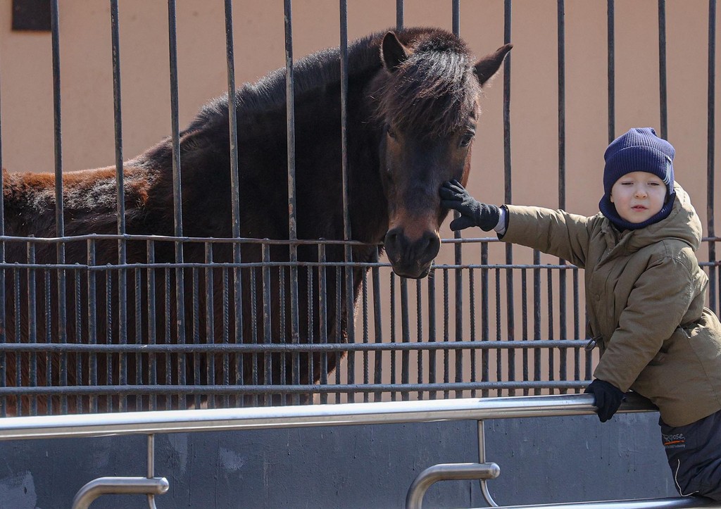Лошадь в Московском зоопарке