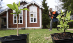 Михаил Воробьёв делится советами по выбору лучших саженцев mihail vorobyov delitsya sovetami po vyboru luchshih sazhenczev-fabrec-ru-174601866400-0