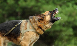 Новые люди в Госдуме предлагают пожизненные выплаты жертвам нападений собак EvilAggressiveDog