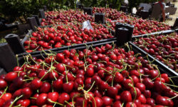 Оптимизм фермеров Крыма Минсельхоз и Ассоциация садоводов помогают спасти урожай optimizm fermerov kryma minselhoz i assocziacziya sadovodov pomogayut spasti urozhaj-fabrec-ru-174428003500-0