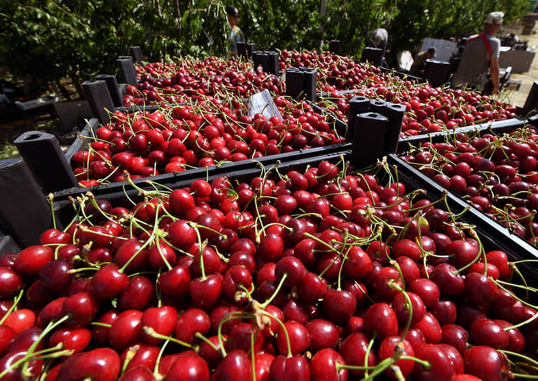 Оптимизм фермеров Крыма Минсельхоз и Ассоциация садоводов помогают спасти урожай-0