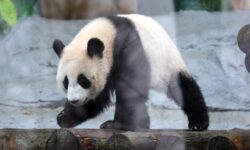 Панда Катюша и семейство Диндин в Московском зоопарке восхищают новостями от Светланы Акуловой panda katyusha i semejstvo dindin v moskovskom zooparke voshishhayut novostyami ot svetlany akulovoj-fabrec-ru-174453438500-0