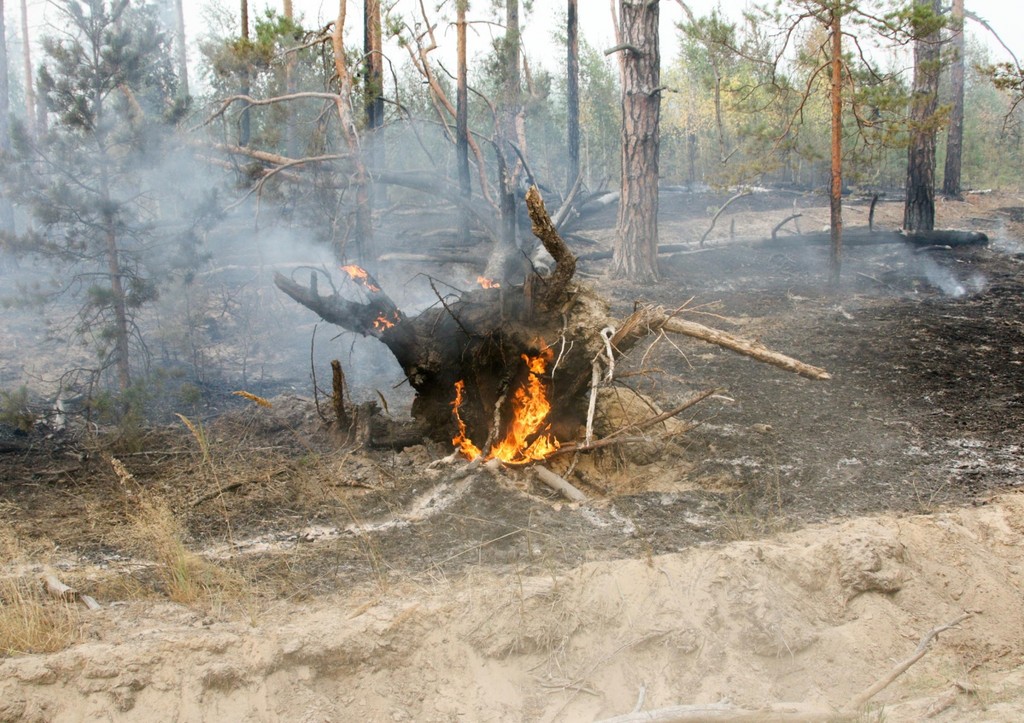 Метеоролог предупредил о повышенной пожарной опасности в России летом