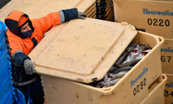 Российские компании АДМ и Тралфлот наращивают экспорт икры минтая в Китай rossijskie kompanii adm i tralflot narashhivayut eksport ikry mintaya v kitaj-fabrec-ru-174365182900-0