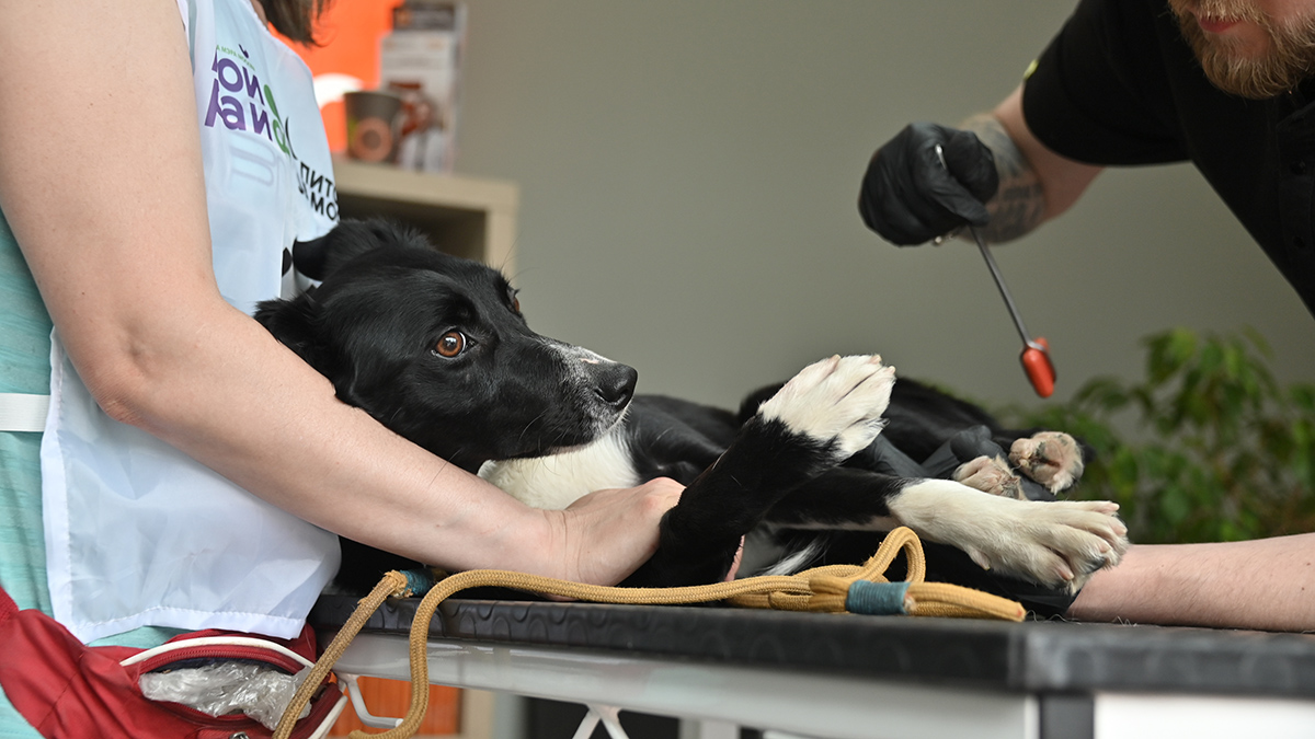 Россиянам рассказали, что делать с телом питомца после его смерти