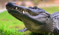 Смелость и осторожность в Индонезии и Намибии уроки встреч с дикой природой smelost i ostorozhnost v indonezii i namibii uroki vstrech s dikoj prirodoj-fabrec-ru-174426122400-0