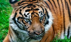 Спасение тигра T-3 и защита жителей Тадоба-Андхари в Махараштре spasenie tigra 3 i zashhita zhitelej tadobaandhari v maharashtre-fabrec-ru-174581223800-0