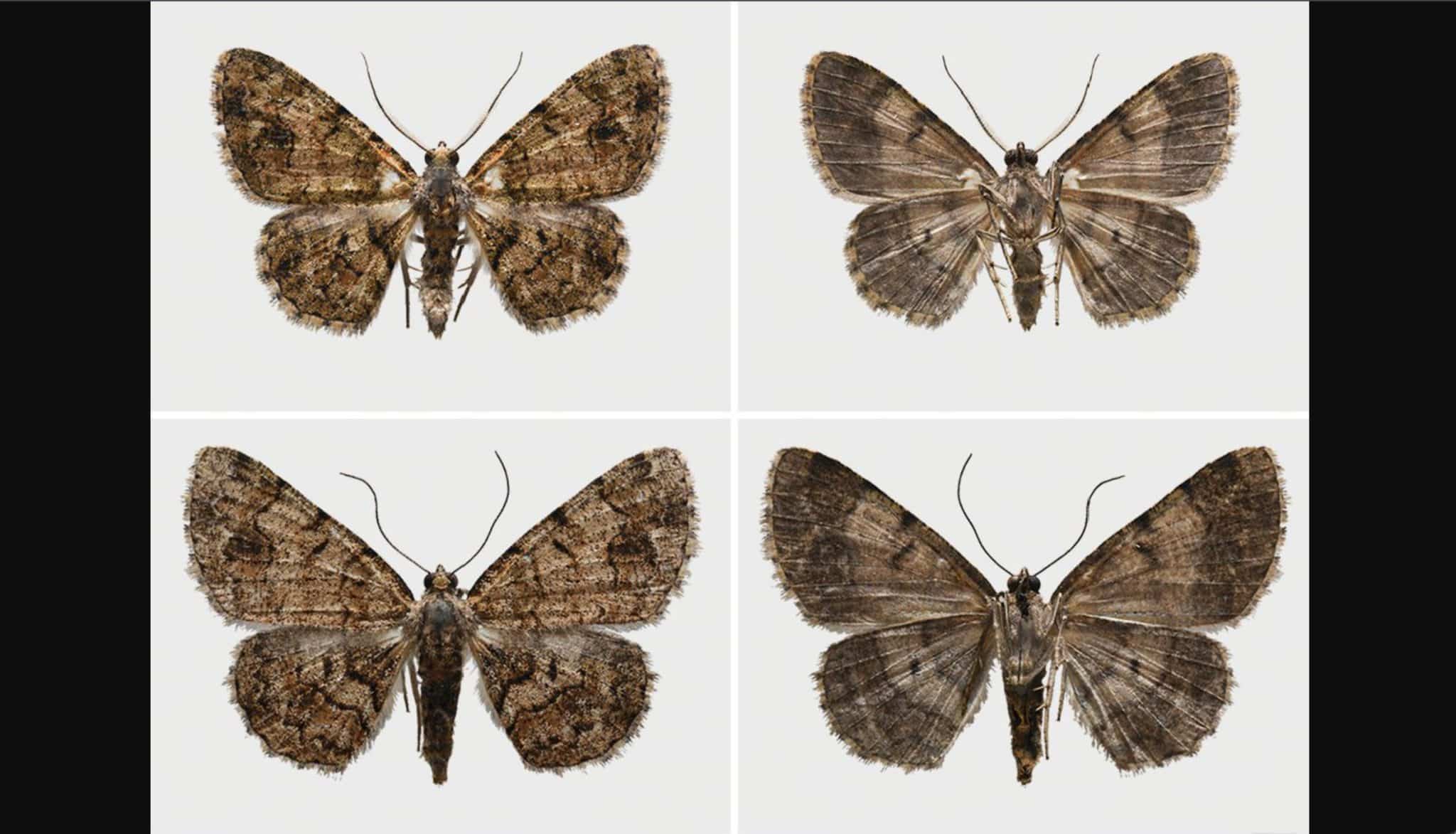 Ученые Университета Альберты открыли Satyrium curiosolus-0