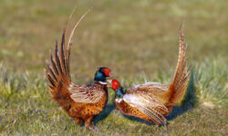 Университет Эксетера и Агентство здравоохранения - прорыв в изучении Болезни Лайма universitet eksetera i agentstvo zdravoohraneniya proryv v izuchenii bolezni lajma-fabrec-ru-174523907900-0