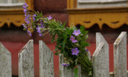 Вадим Багатурия объясняет, как избежать судебных споров с соседями Букет полевых цветовГород Таруса