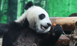 Весёлые приключения панды Катюши и Диндин в Московском зоопарке от Светланы Акуловой vesyolye priklyucheniya pandy katyushi i dindin v moskovskom zooparke ot svetlany akulovoj-fabrec-ru-174402825700-0