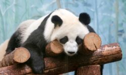 Яркие моменты 25 апреля с Катюшей и Диндином в Московском зоопарке yarkie momenty 25 aprelya s katyushej i dindinom v moskovskom zooparke-fabrec-ru-174557966300-0