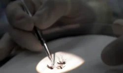 Анатолий Альтштейн из НИЦ Гамалеи о регионах России с вирусом Западного Нила anatolij altshtejn iz nicz gamalei o regionah rossii s virusom zapadnogo nila-fabrec-ru-174706366900-0