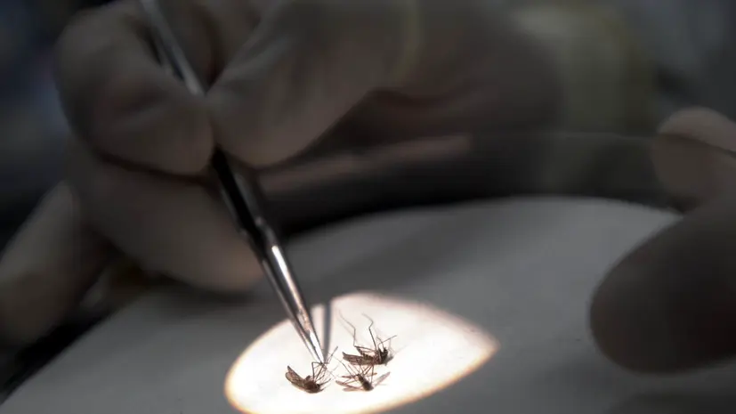 Вирусолог назвал регионы России, в которых встречается лихорадка Западного Нила