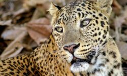 Ашрафул Гани и его друзья стали свидетелями героического случая в Западной Бенгалии, спасаясь от леопарда ashraful gani i ego druzya stali svidetelyami geroicheskogo sluchaya v zapadnoj bengalii spasayas ot leoparda-fabrec-ru-174688411000-0