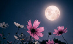 Цветочная Луна в Весах и астропрогноз на май 2025 года czvetochnaya luna v vesah i astroprognoz na maj 2025 goda-fabrec-ru-174662487900-0