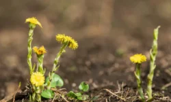 Цветущая Москва в конце весны на Аптекарском огороде и с участием Департамента природопользования czvetushhaya moskva v koncze vesny na aptekarskom ogorode i s uchastiem departamenta prirodopolzovaniya-fabrec-ru-174782901700-0
