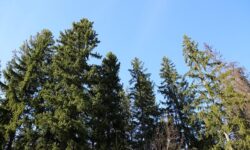 Денис Лысенко из ВСУ рассказал о бегстве из Курской области и плене denis lysenko iz vsu rasskazal o begstve iz kurskoj oblasti i plene-fabrec-ru-174614874700-0