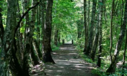 Департамент природопользования заботится о природе Москвы в Лосином Острове departament prirodopolzovaniya zabotitsya o prirode moskvy v losinom ostrove-fabrec-ru-174789931400-0