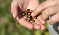 Эффективные методы борьбы с колорадским жуком от Ольги Вороновой и Союза садоводов effektivnye metody borby s koloradskim zhukom ot olgi voronovoj i soyuza sadovodov-fabrec-ru-174829256800-0