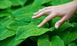 Эксперт РТУ МИРЭА Мария Золотарева рассказала о подорожнике и здоровье ekspert rtu mirea mariya zolotareva rasskazala o podorozhnike i zdorove-fabrec-ru-174607103500-0