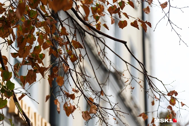 В воскресенье потеплеет до +20 градусов | Источник: Дарья Шутова / MSK1.RU