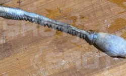 Ихтиологи Магадана исследуют загадочное существо из Охотского моря ihtiologi magadana issleduyut zagadochnoe sushhestvo iz ohotskogo morya-fabrec-ru-174845126900-0