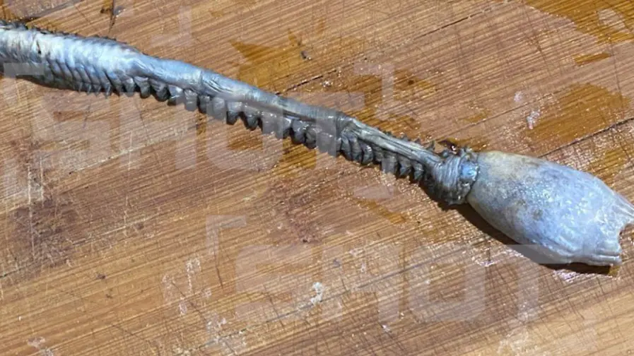 Shot: Рыбаки из Магадана выловили жуткое неизвестное существо