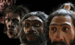 Институт археологии СО РАН открыл исследование Y-хромосомы Homo sapiens institut arheologii so ran otkryl issledovanie hromosomy -fabrec-ru-174652358600-0