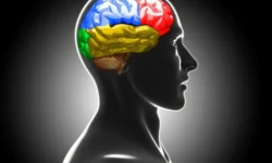 Исследование Сколтеха и МЭГ Центра МГППУ показывает, что мозг быстро осваивает новые слова issledovanie skolteha i meg czentra mgppu pokazyvaet chto mozg bystro osvaivaet novye slova-fabrec-ru-174715079400-0