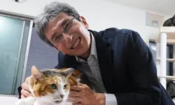 Исследование Университета Кюсю и Стэнфордского университета раскрыло тайну гена ARHGAP36 у рыжих кошек issledovanie universiteta kyusyu i stenfordskogo universiteta raskrylo tajnu gena 36 u ryzhih koshek-fabrec-ru-174735362500-0