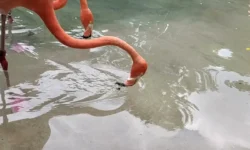 Исследование Виктора Ортеги-Хименеса о питании фламинго в Берктли issledovanie viktora ortegihimenesa o pitanii flamingo v berktli-fabrec-ru-174713980100-0