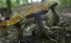 Михаил Вишневский о важности сохранения грибов Подмосковья и защиты природы Москвы mihail vishnevskij o vazhnosti sohraneniya gribov podmoskovya i zashhity prirody moskvy-fabrec-ru-174767488700-0