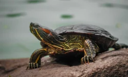 Милана Петрук и Ирина Головачева дают советы по выбору черепахи milana petruk i irina golovacheva dayut sovety po vyboru cherepahi-fabrec-ru-174836658000-0