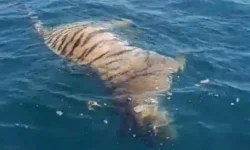 Минприроды Приморского края и охотнадзор заботятся об амурском тигре minprirody primorskogo kraya i ohotnadzor zabotyatsya ob amurskom tigre-fabrec-ru-174767196500-0