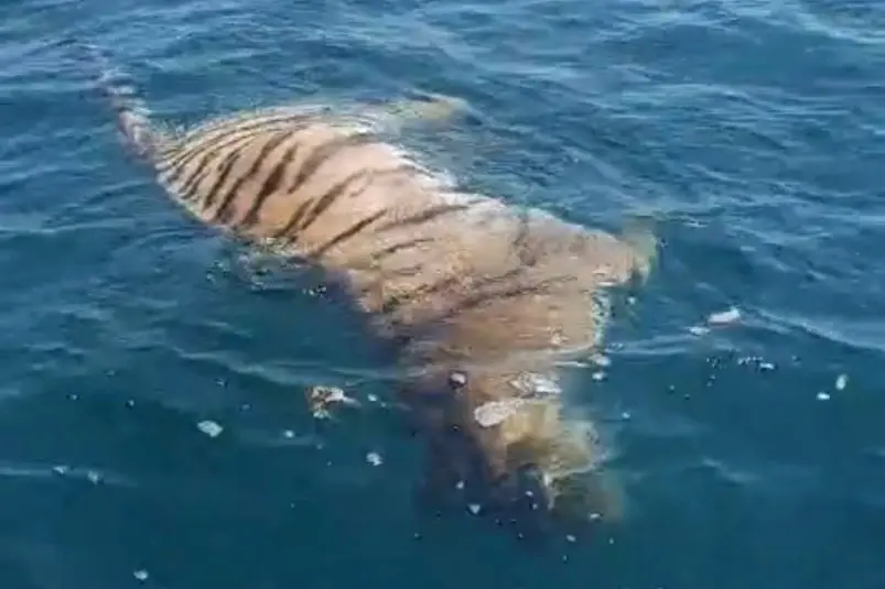 Туша тигра у берегов Приморья Телеграм-канал Улов25 (Приморский край) (18+)