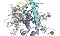 РНФ и Пущинский центр открывают роль S100A8/S100A9 в терапии Альцгеймера rnf i pushhinskij czentr otkryvayut rol 10081009 v terapii alczgejmera-fabrec-ru-174703921700-0