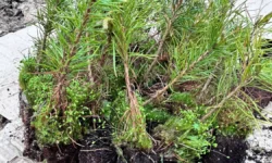 Столото и Волонтеры леса планируют высадить 11 тысяч деревьев в трех регионах stoloto i volontery lesa planiruyut vysadit 11 tysyach derevev v treh regionah-fabrec-ru-174824788300-0